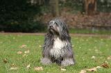 TERRIER DU TIBET 402